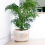 Areca Palm – Potted Plant – Tumbleweed Plants