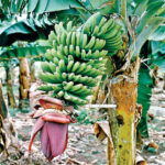 Banana  Description, History, Cultivation, Nutrition, Benefits
