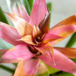 Bromeliads: Plant Care & Growing Guide