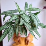 Chinese Evergreen Plant Care: Water, Light, Nutrients  Greg App 🌱