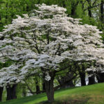Dogwood  Description, Tree, Flowers, Major Species, & Facts