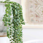 How To Care For String Of Pearls Plants – A Beautiful Mess