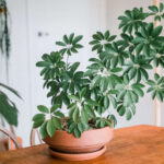 How To Grow & Care For Schefflera (Umbrella Plant)