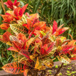 How To Grow And Care For A Croton Plant