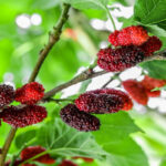 How To Grow And Care For Mulberry Tree