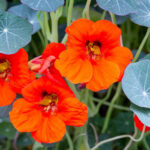 How To Grow And Care For Nasturtium  BBC Gardeners World Magazine