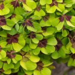 How To Grow And Care For Oxalis