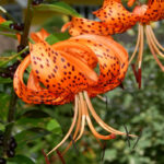 How To Grow And Care For Tiger Lilies