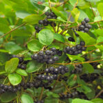 How To Plant And Grow Black Chokeberry