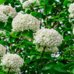How To Plant, Grow, And Care For Viburnum