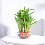 Lucky Bamboo Plant –  Layer