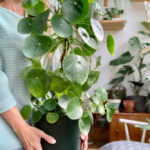 Plant Profile: Chinese Money Plant (Pilea Peperomioides) — Green