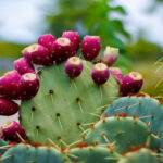 Prickly Pear: Benefits, Nutrition, And Risks