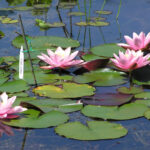 Top Ten Tips For Helping Your Water Lilies To Thrive – Merebrook