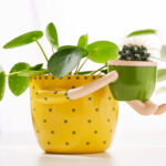 VIRTUNE Adorable Indoor Plant Pots. ” Flower Pot & ” Small Succulent Pot  With Drainage